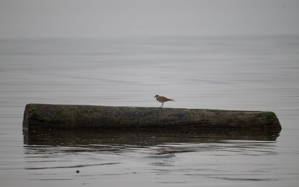 Killdeer - ML642377984