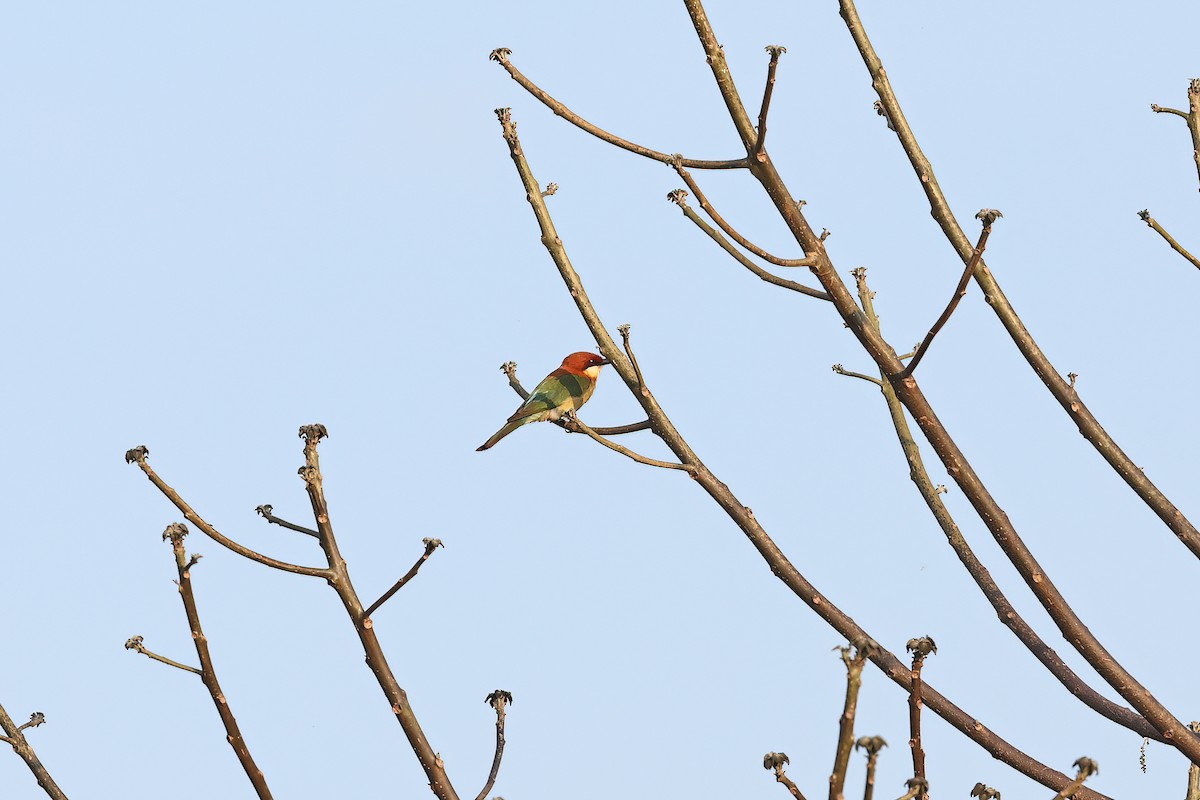 Chestnut-headed Bee-eater - ML642377985