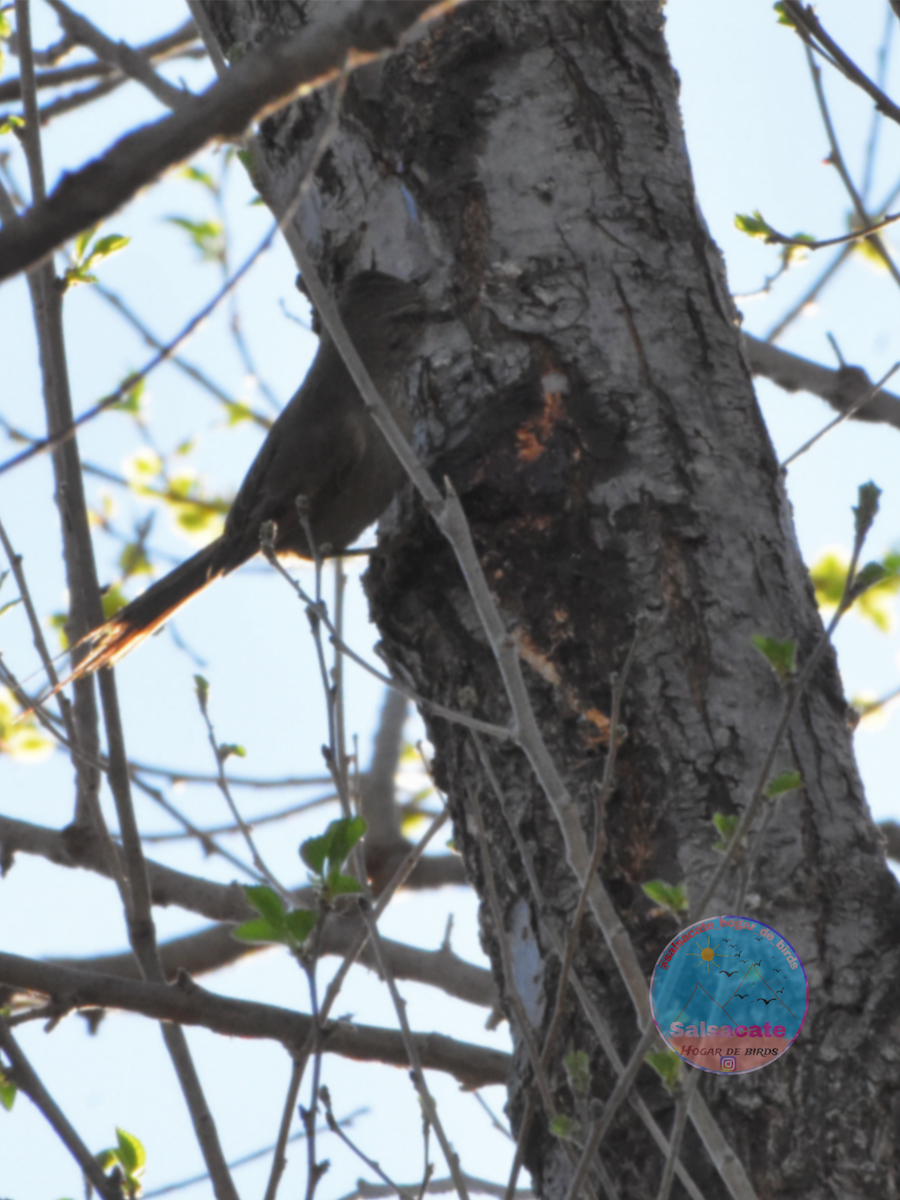 Tufted Tit-Spinetail - ML642377986