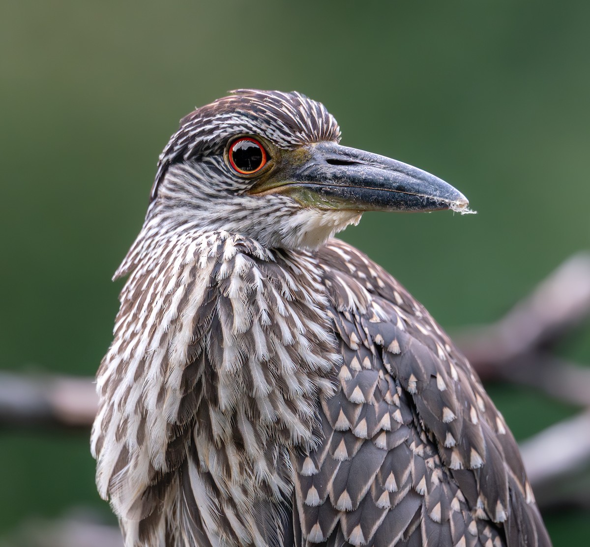 Yellow-crowned Night Heron - ML642377990