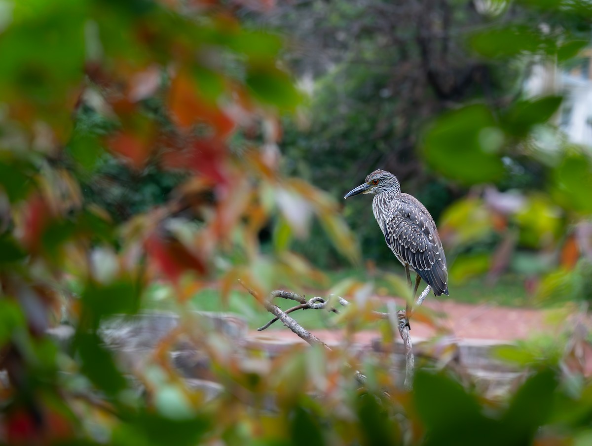 Yellow-crowned Night Heron - ML642377993