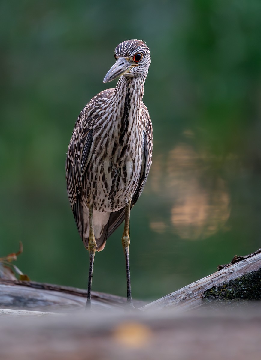 Yellow-crowned Night Heron - ML642377994