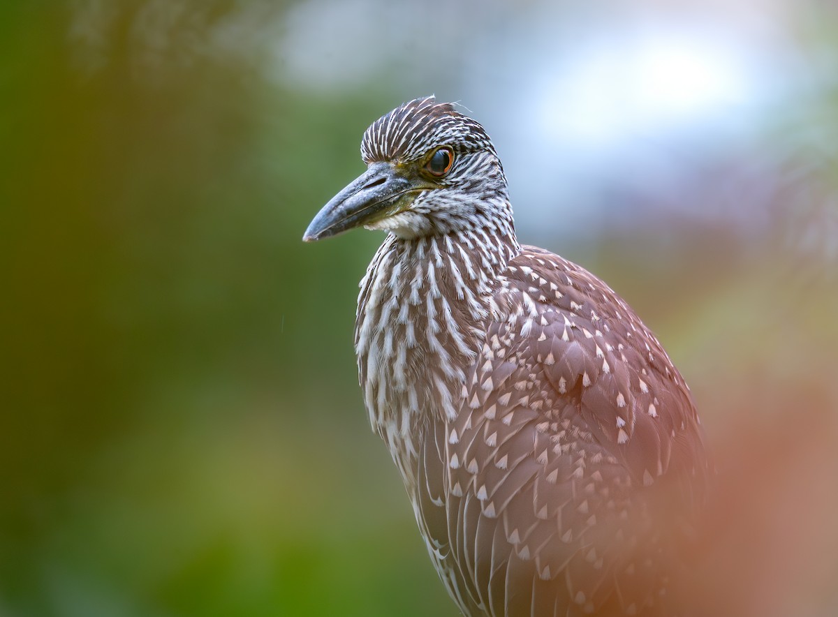 Yellow-crowned Night Heron - ML642377995