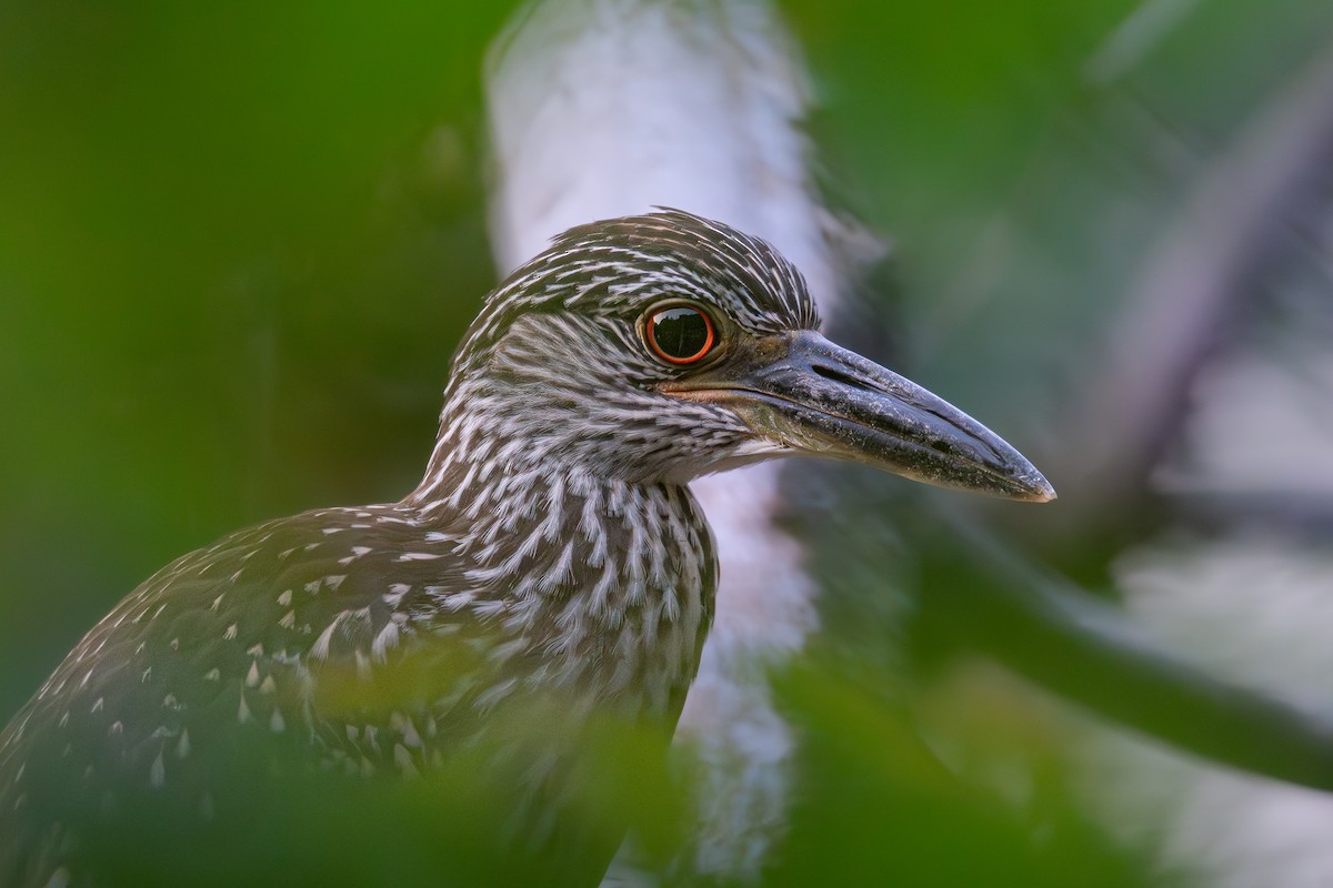 Yellow-crowned Night Heron - ML642377996