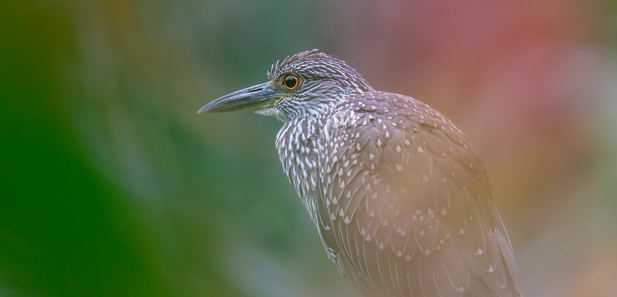 Yellow-crowned Night Heron - ML642377997