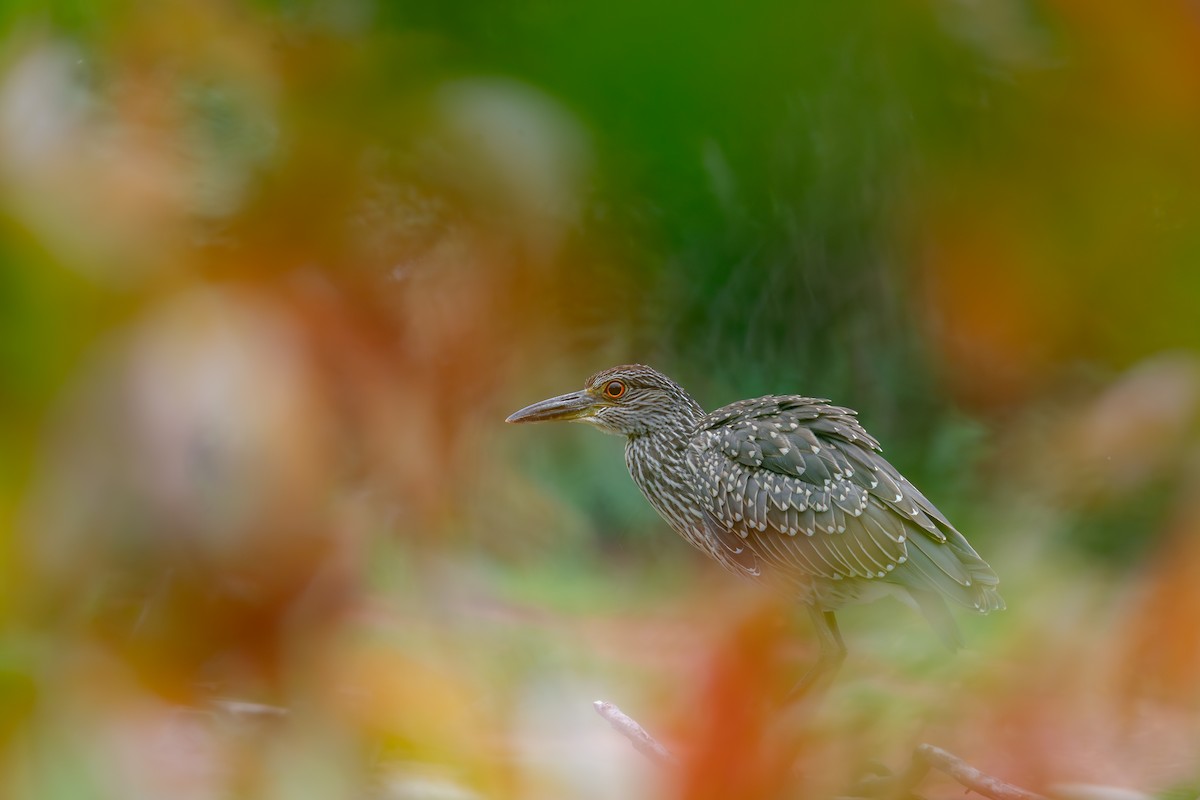 Yellow-crowned Night Heron - ML642377999