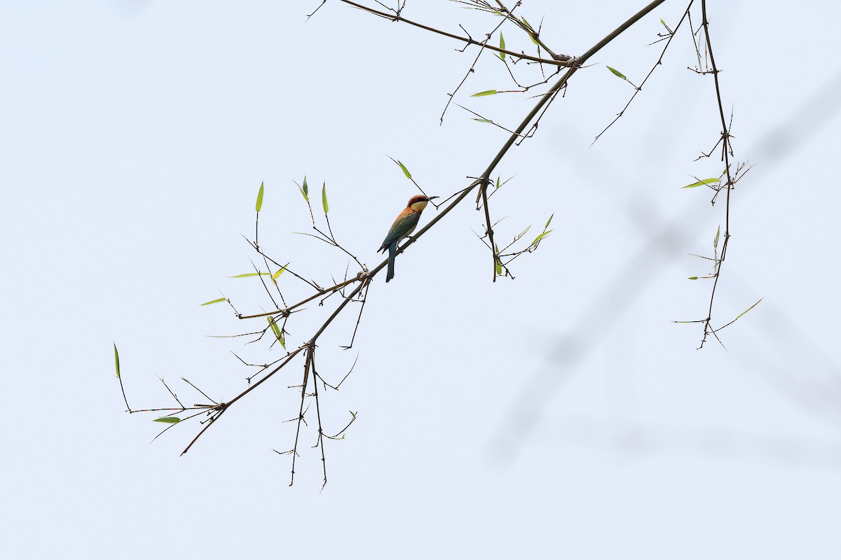 Chestnut-headed Bee-eater - ML642378000