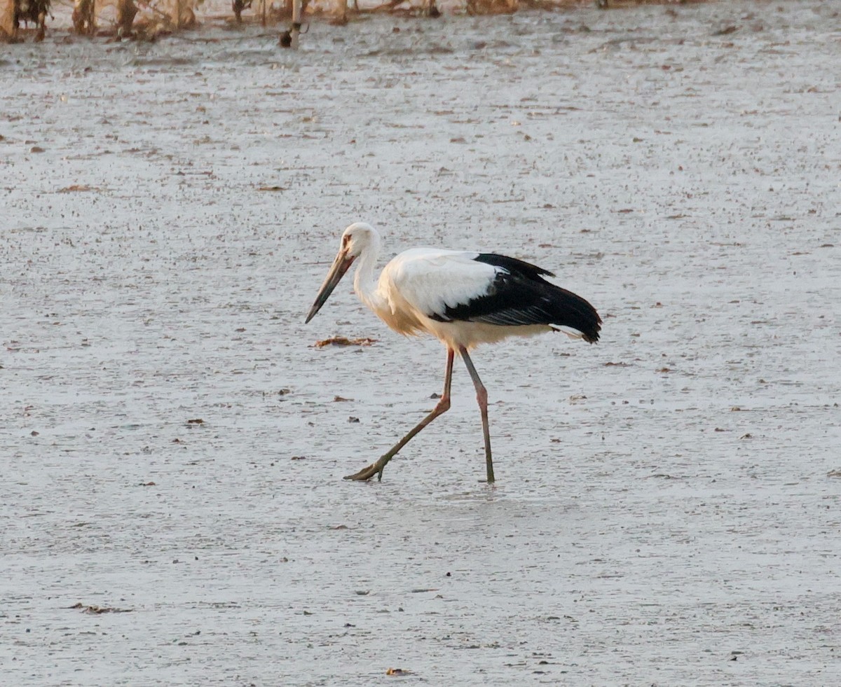 コウノトリ - ML642378002