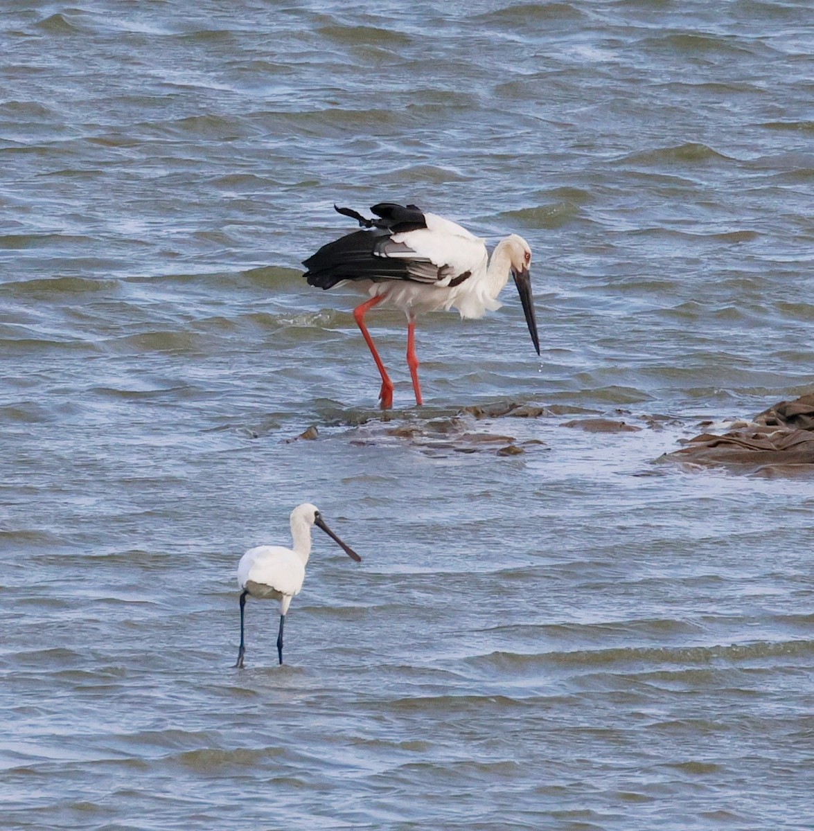 コウノトリ - ML642378004