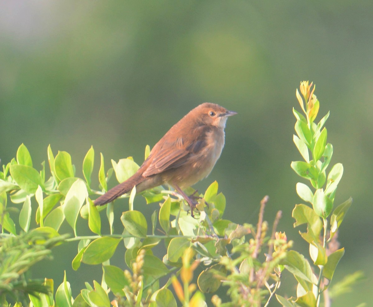 Broad-tailed Grassbird - ML642378006