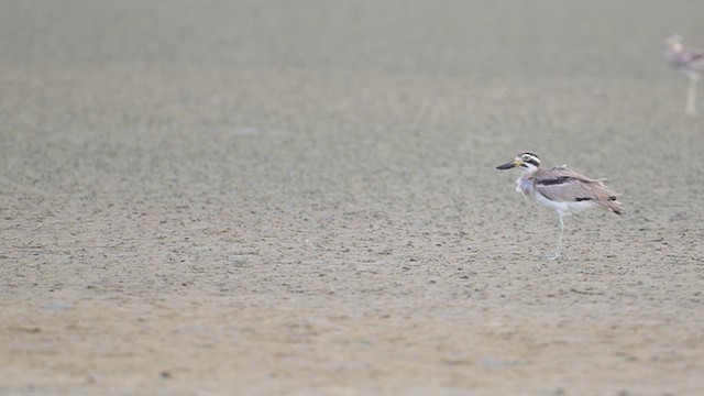 Great Thick-knee - ML642378009