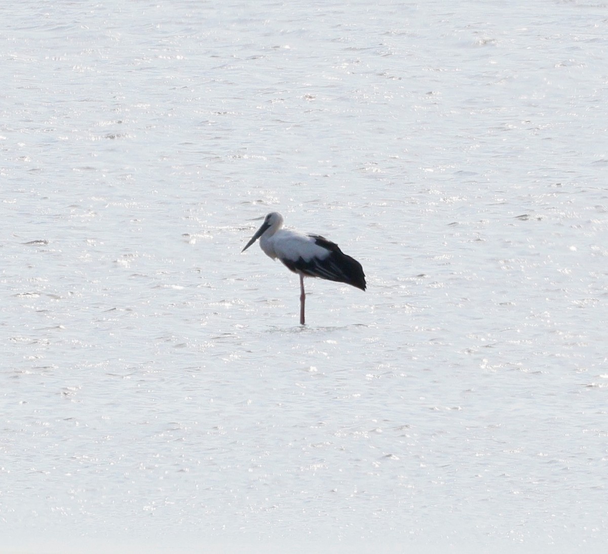 コウノトリ - ML642378015