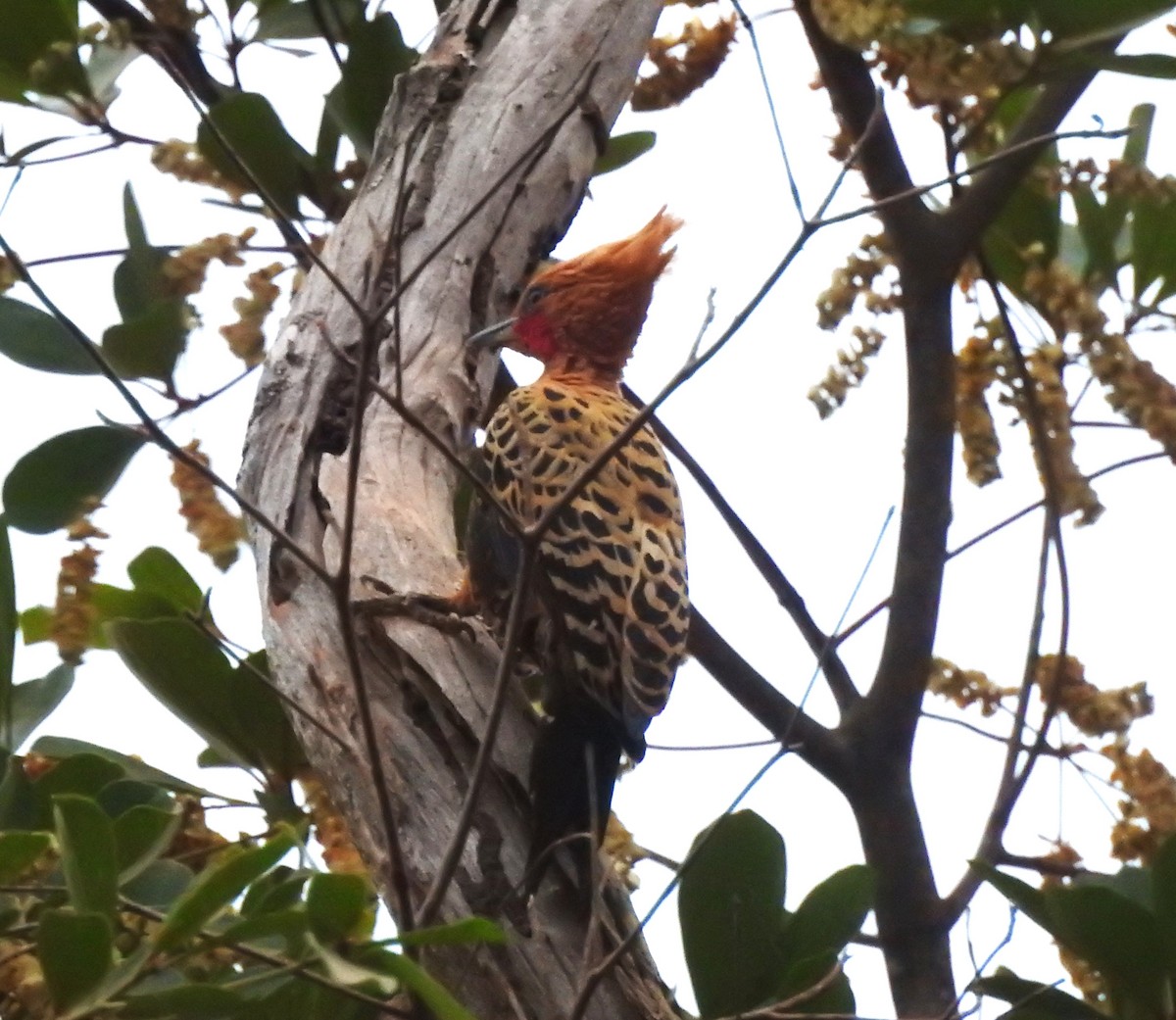 Ochre-backed Woodpecker - ML642378023
