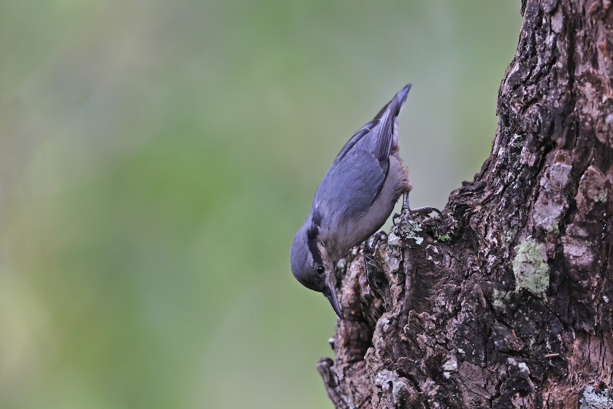 Chestnut-vented Nuthatch - ML642378035