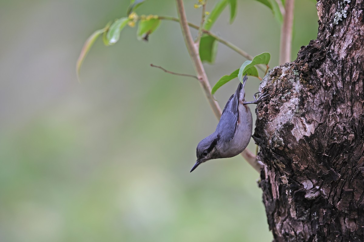 Chestnut-vented Nuthatch - ML642378036