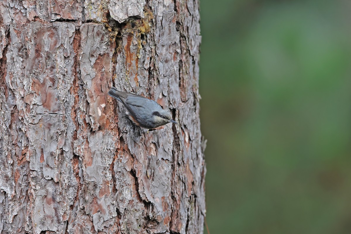 Chestnut-vented Nuthatch - ML642378037