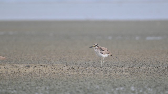 Great Thick-knee - ML642378049