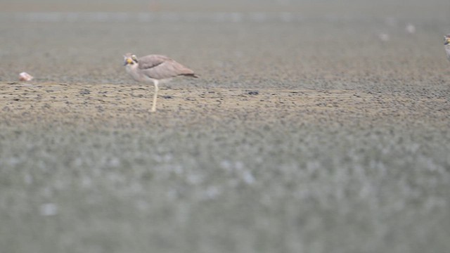 Great Thick-knee - ML642378050