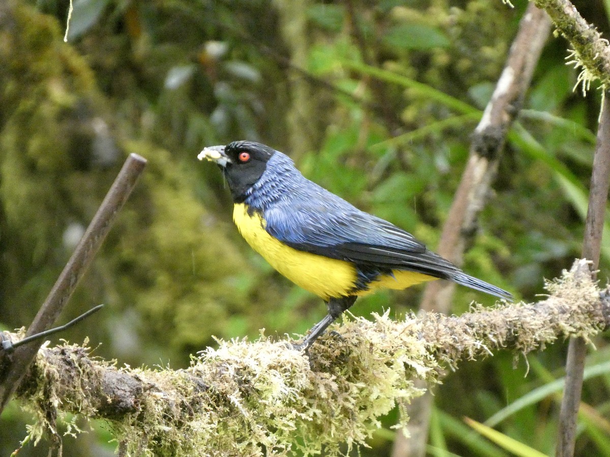 Hooded Mountain Tanager - ML642378052