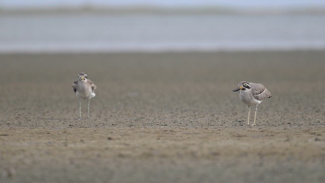 Great Thick-knee - ML642378054