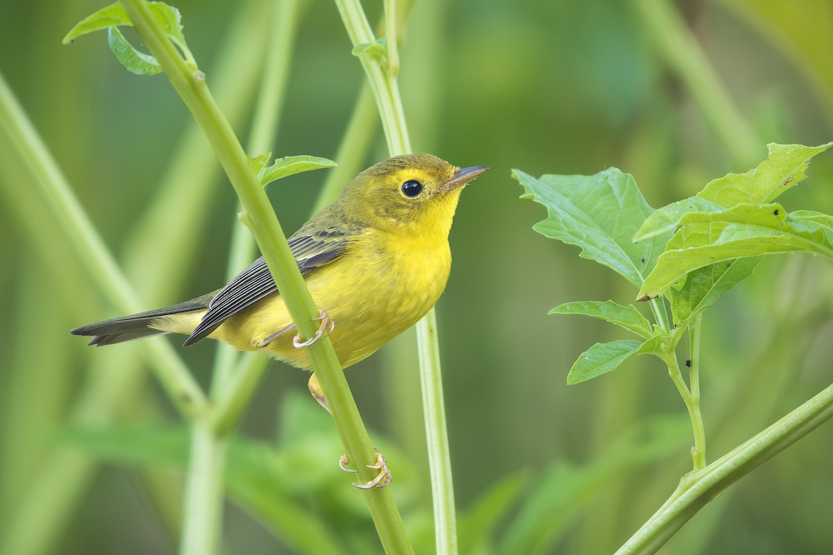 ウィルソンアメリカムシクイ - ML642378059