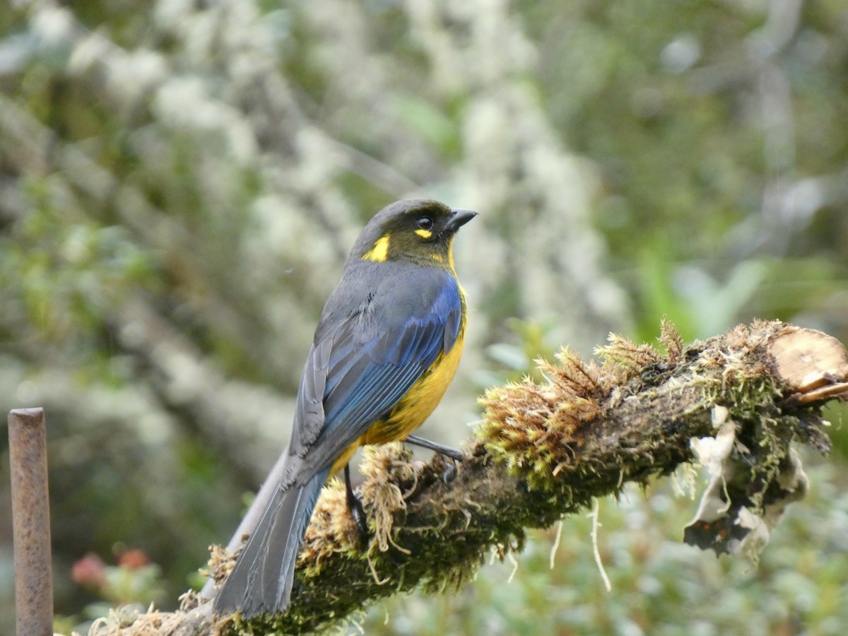 Lacrimose Mountain Tanager - ML642378063