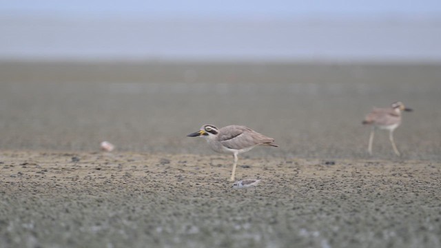 Great Thick-knee - ML642378081