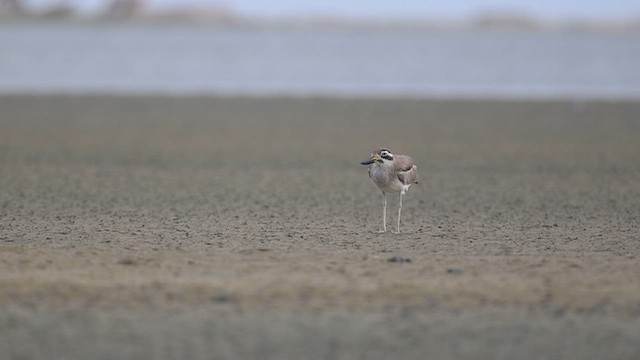Great Thick-knee - ML642378089