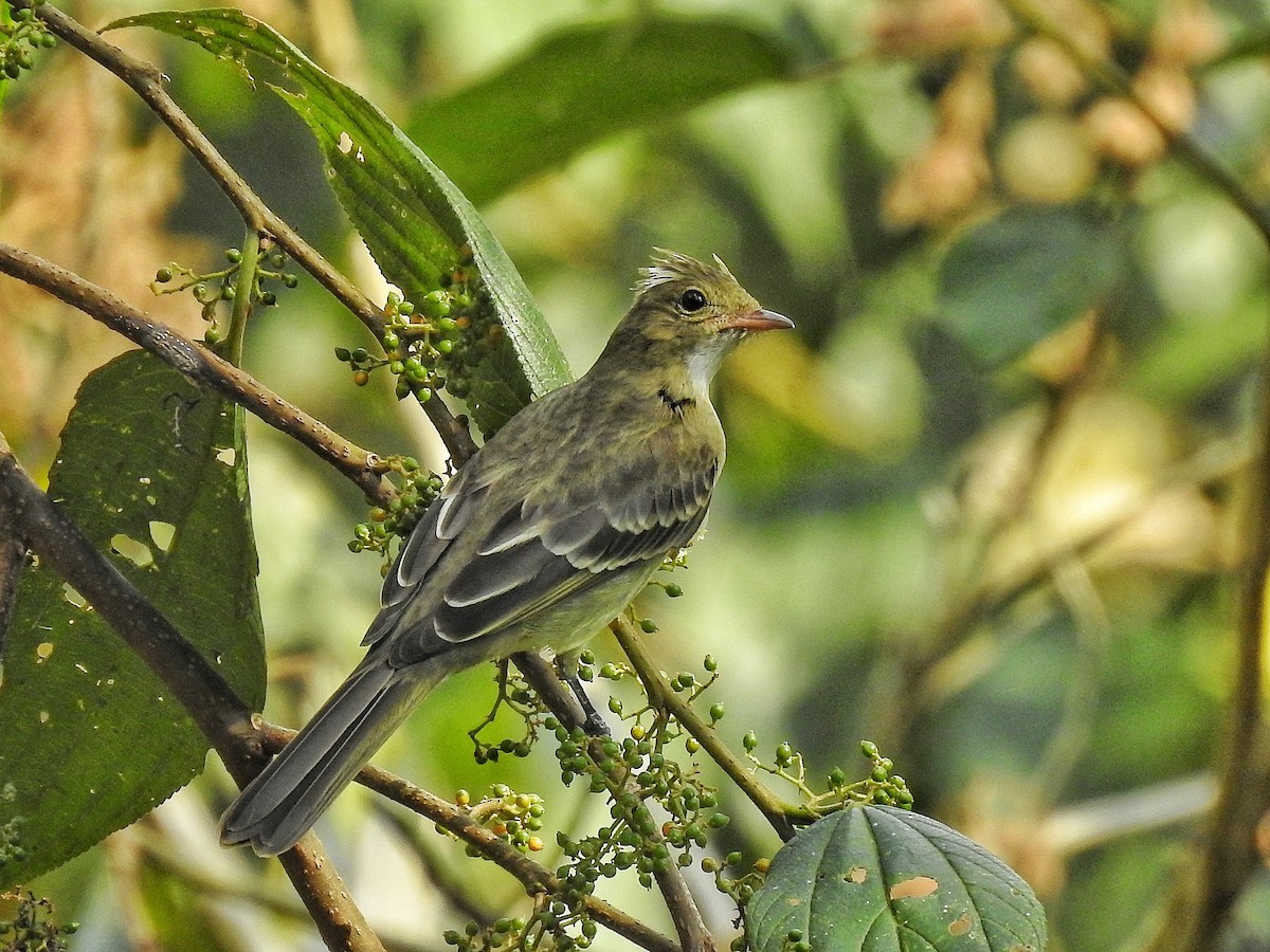 Mottle-backed Elaenia - ML642378104