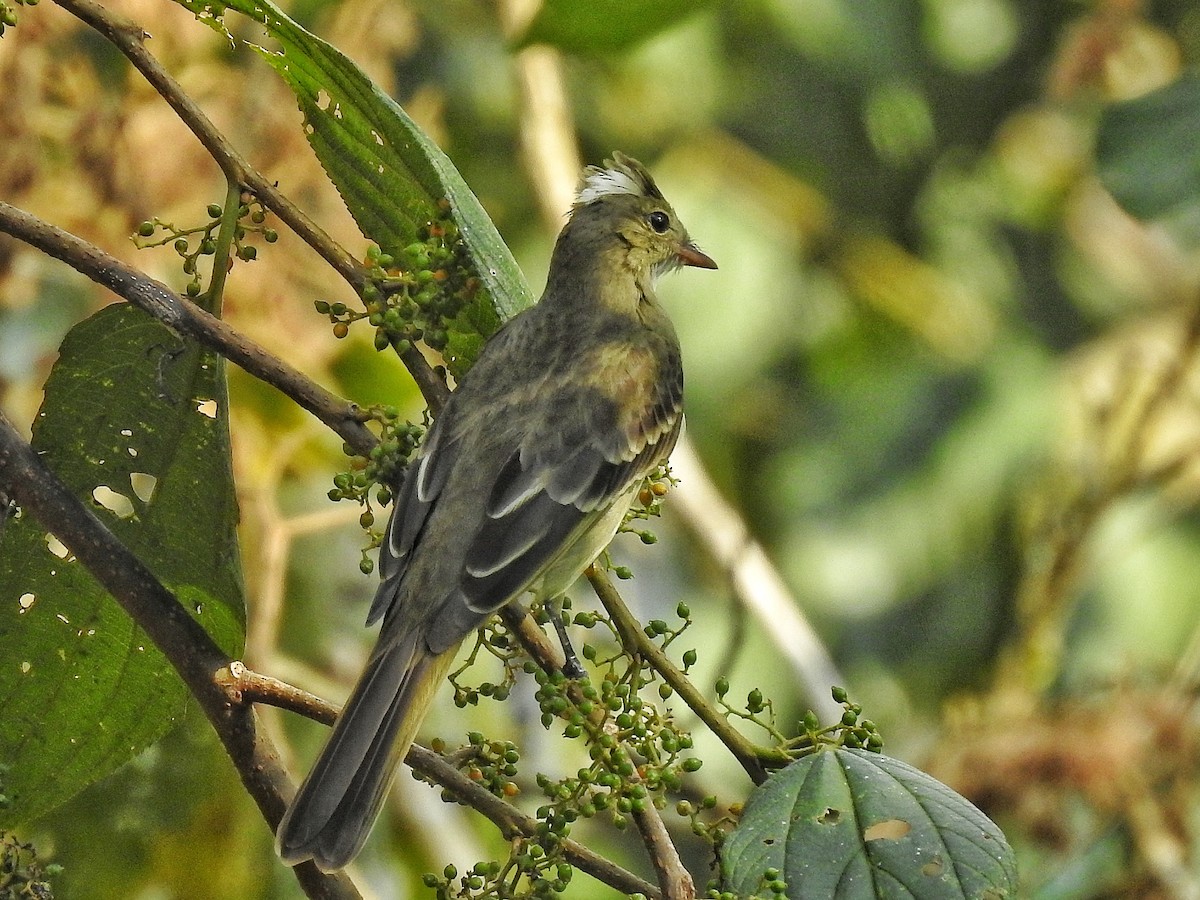 Mottle-backed Elaenia - ML642378107