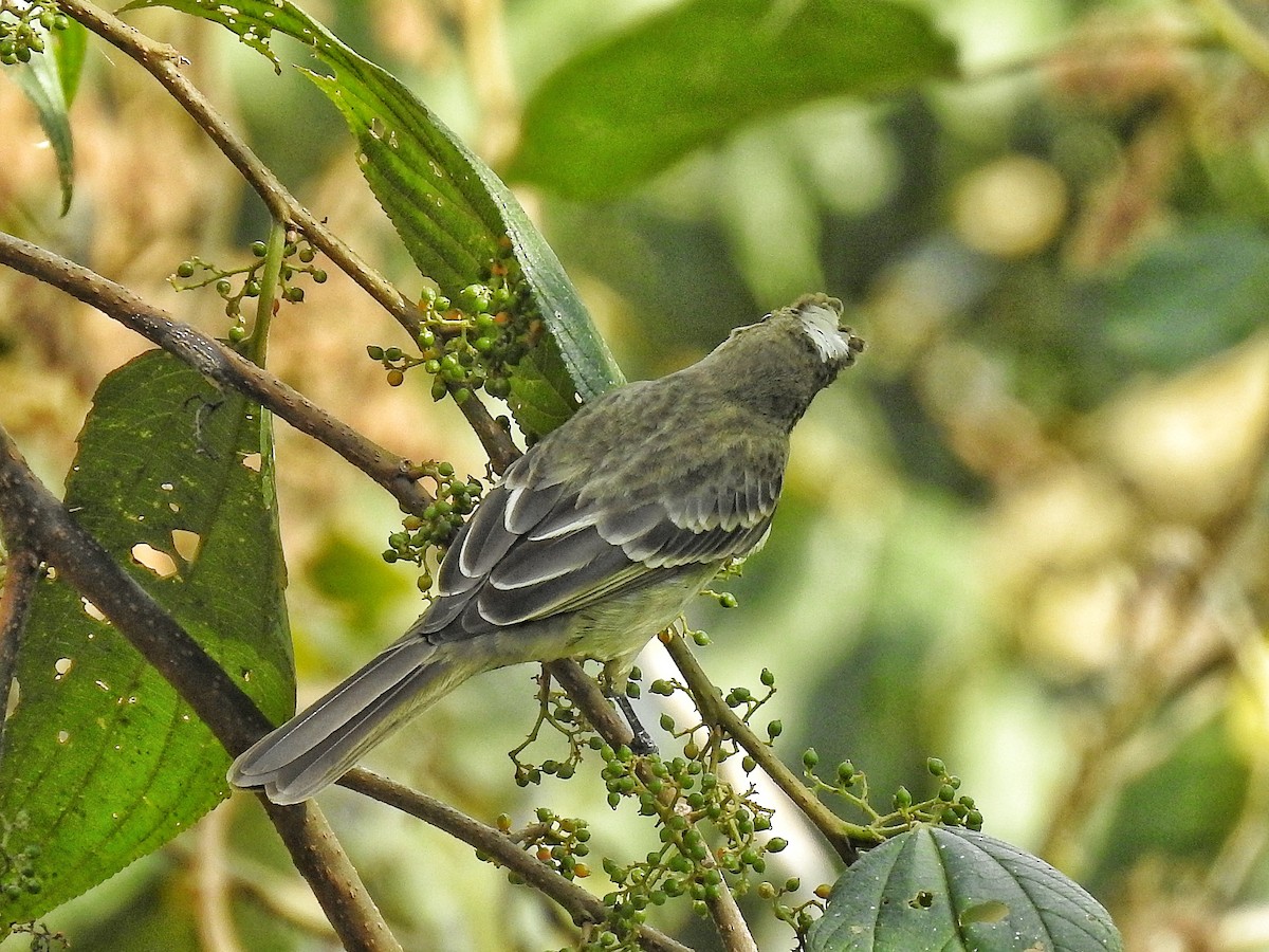 Mottle-backed Elaenia - ML642378109