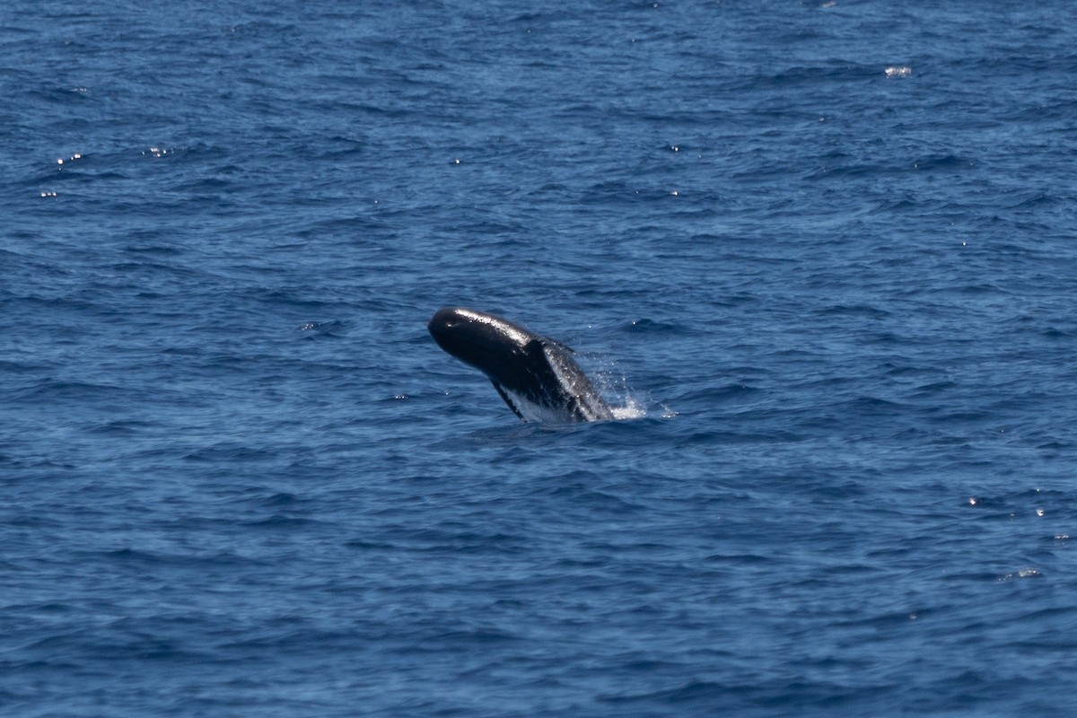 Mammals - ML642378117