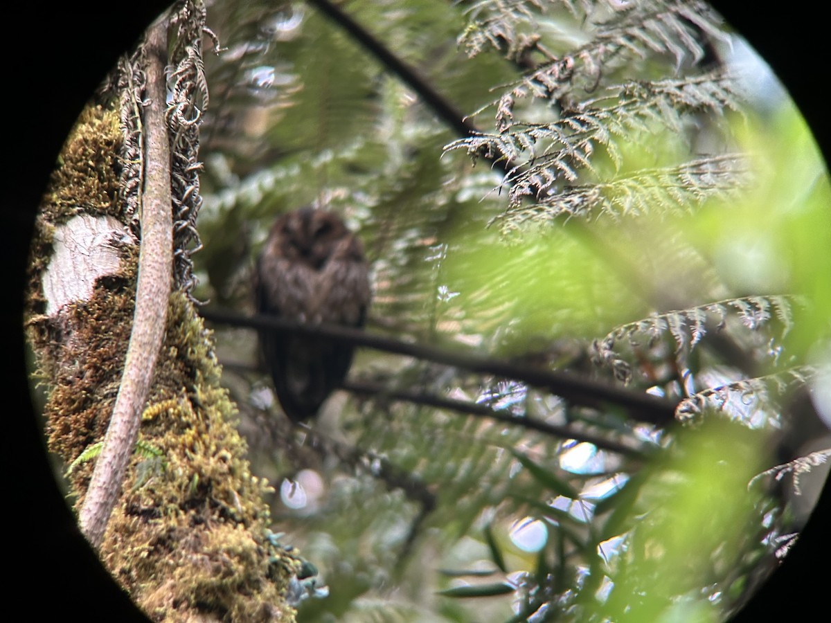 Rufous-banded Owl - ML642378125