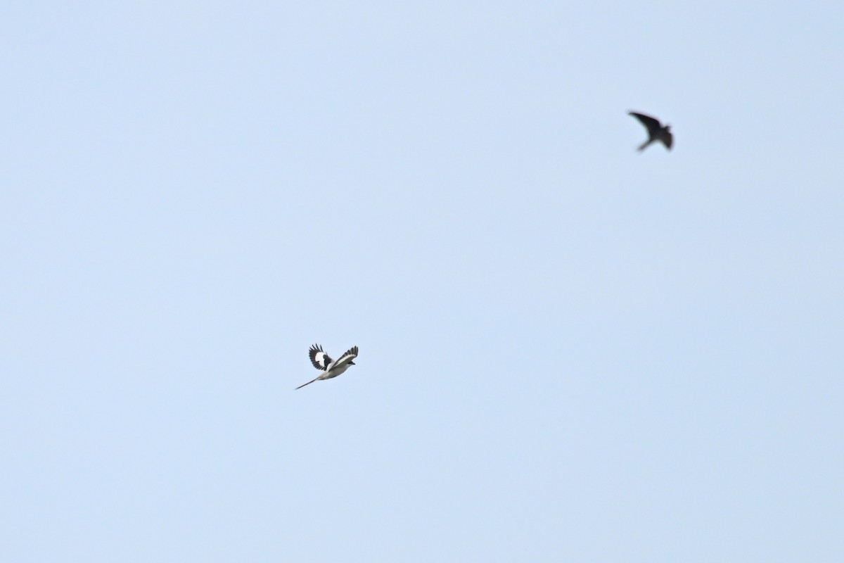 Chinese Gray Shrike - ML642378145