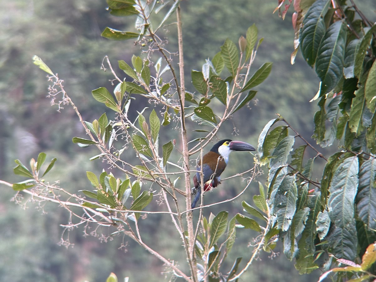 Black-billed Mountain-Toucan - ML642378150