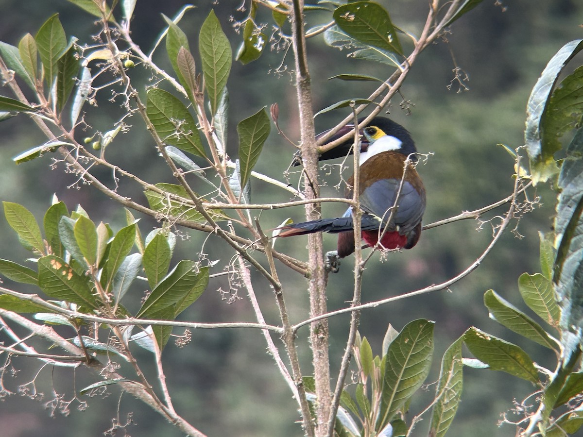 Black-billed Mountain-Toucan - ML642378151