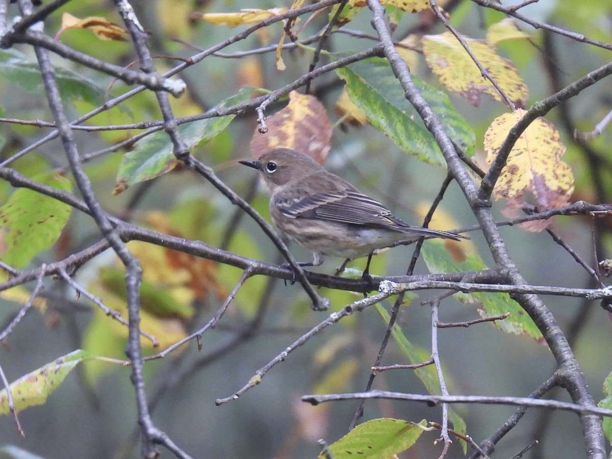 Yellow-rumped Warbler - ML642378163