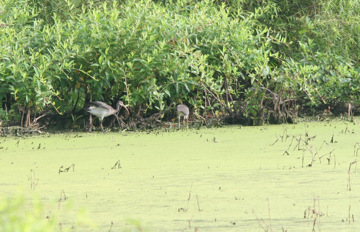 White Ibis - ML642378165