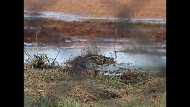 Pin-tailed Snipe - ML642378177