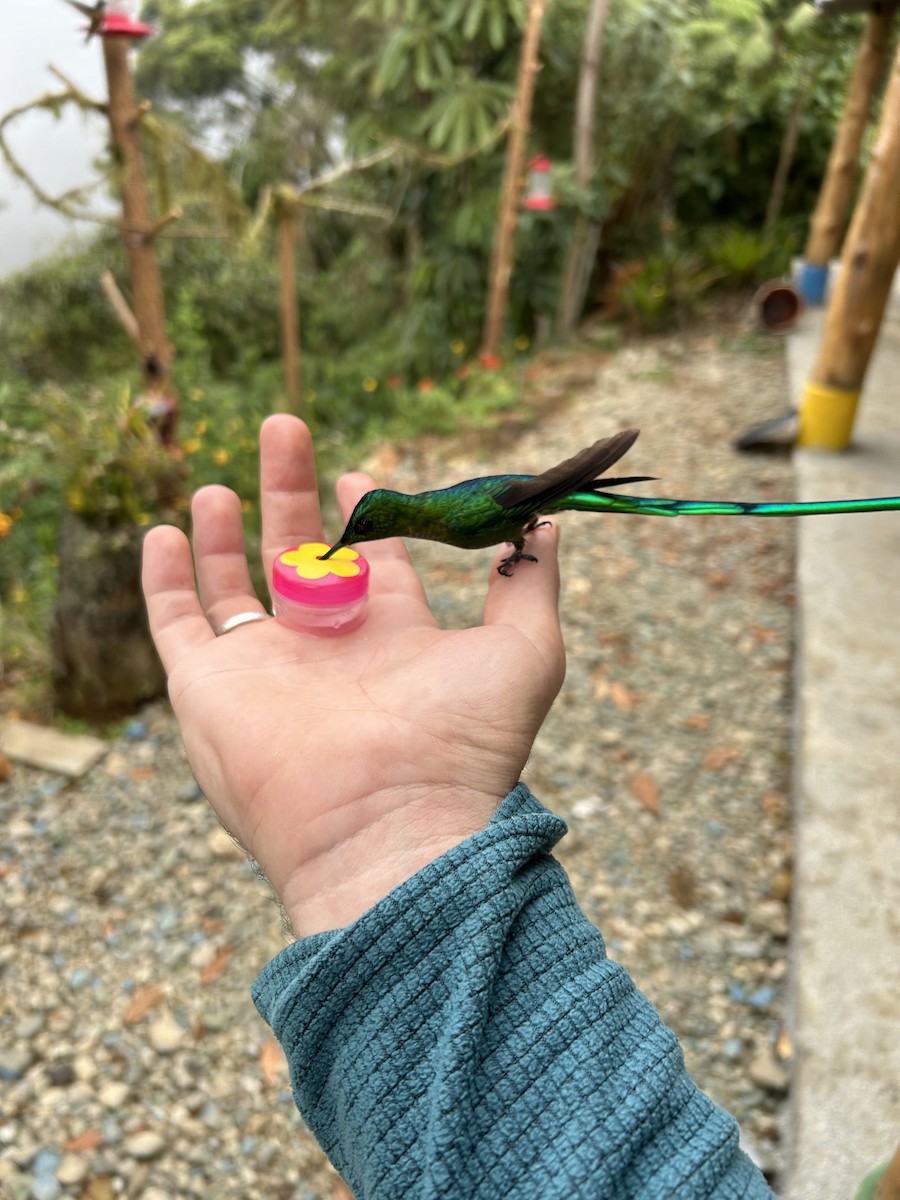 Long-tailed Sylph - ML642378182