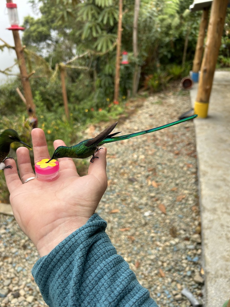 Long-tailed Sylph - ML642378183