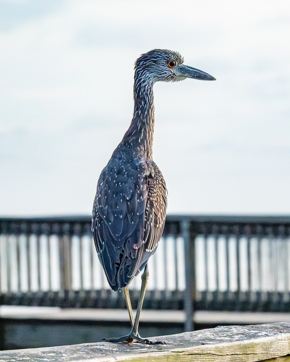 Yellow-crowned Night Heron - ML642378209