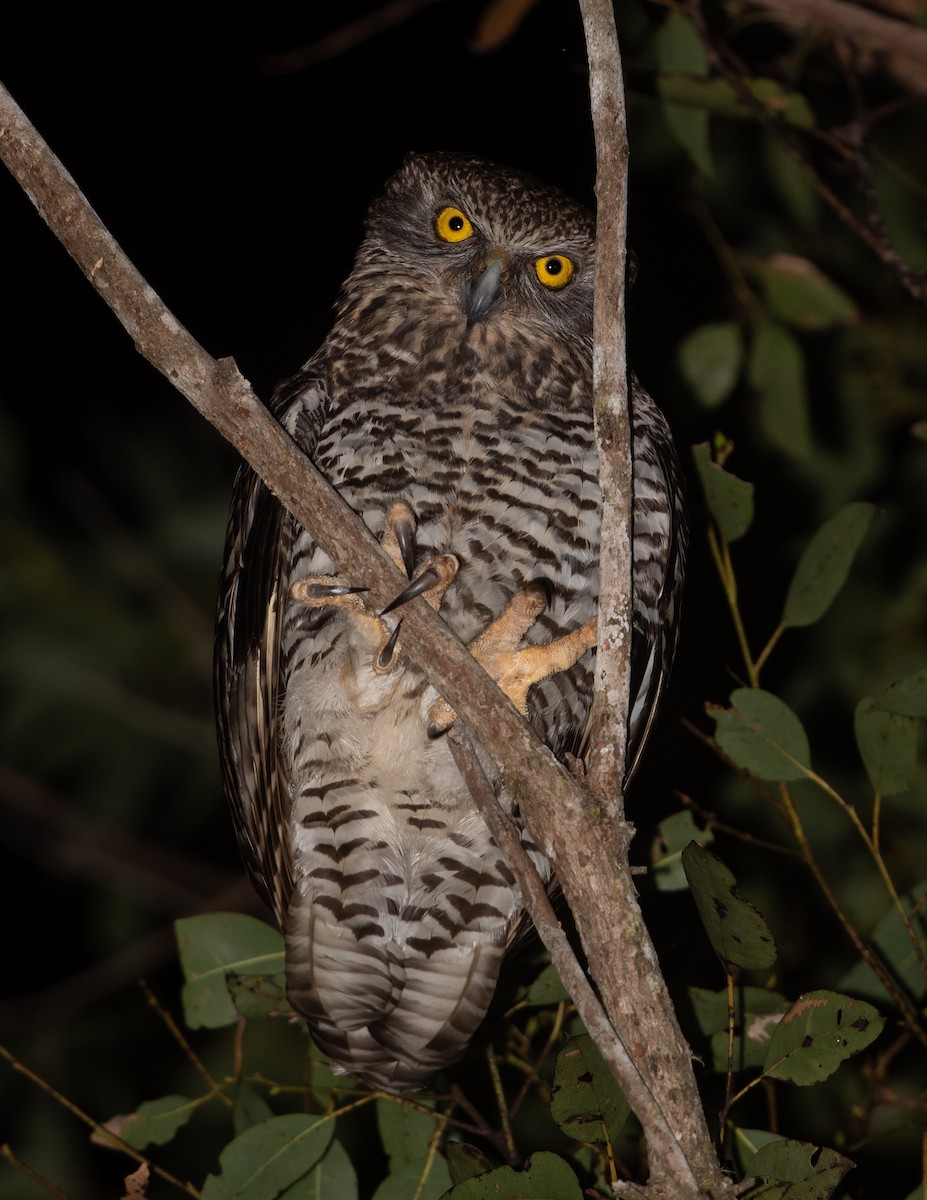 Powerful Owl - ML642378214