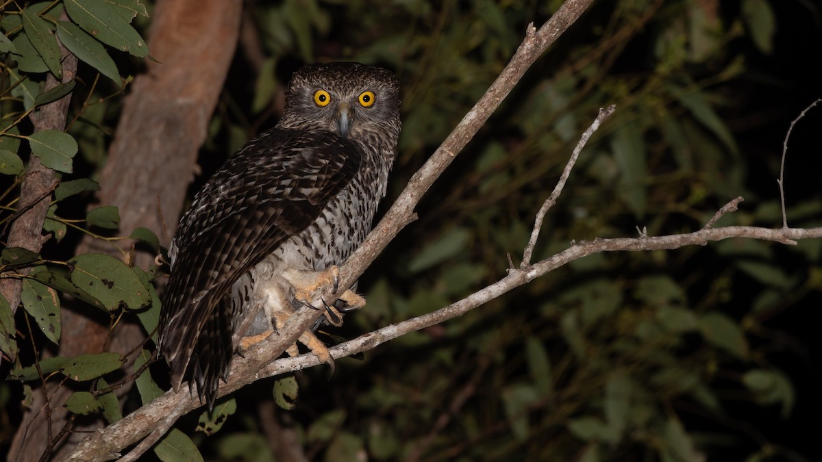 Powerful Owl - ML642378215