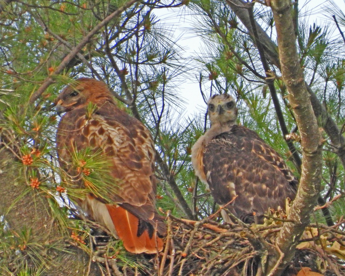 Red-tailed Hawk - ML642378221