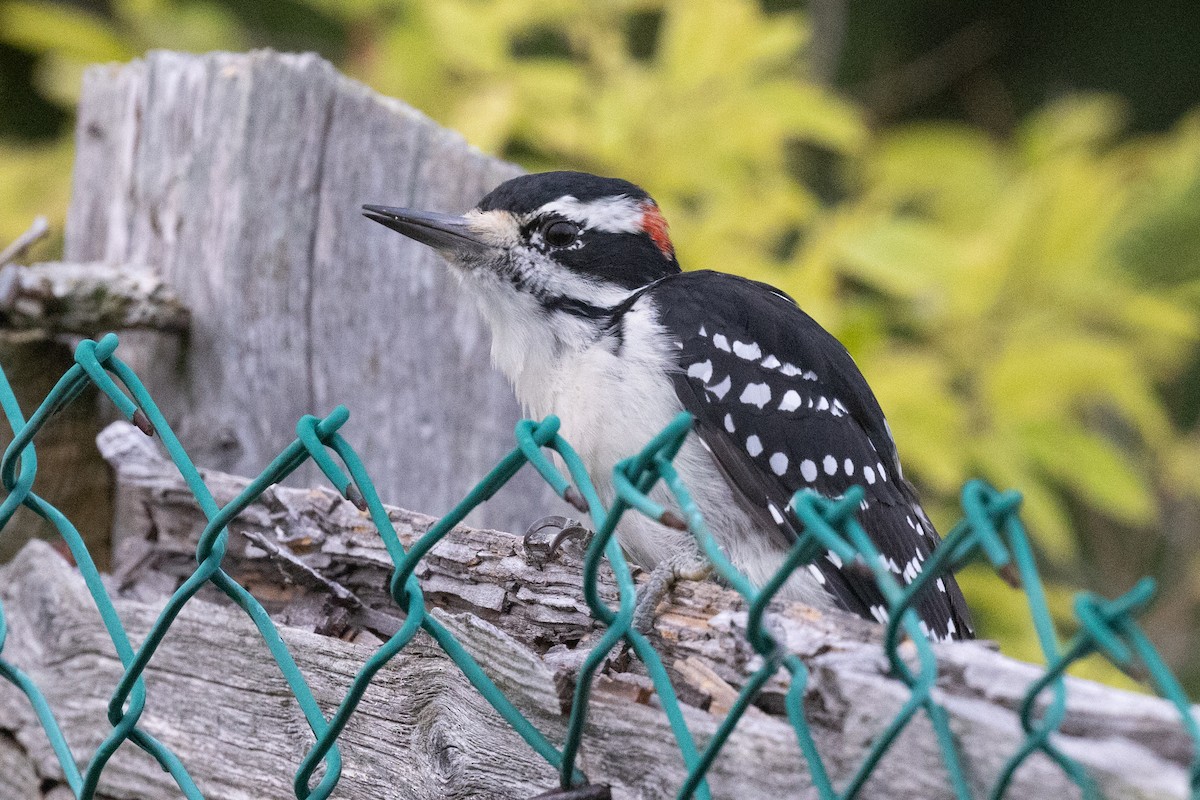 Hairy Woodpecker - ML642378234