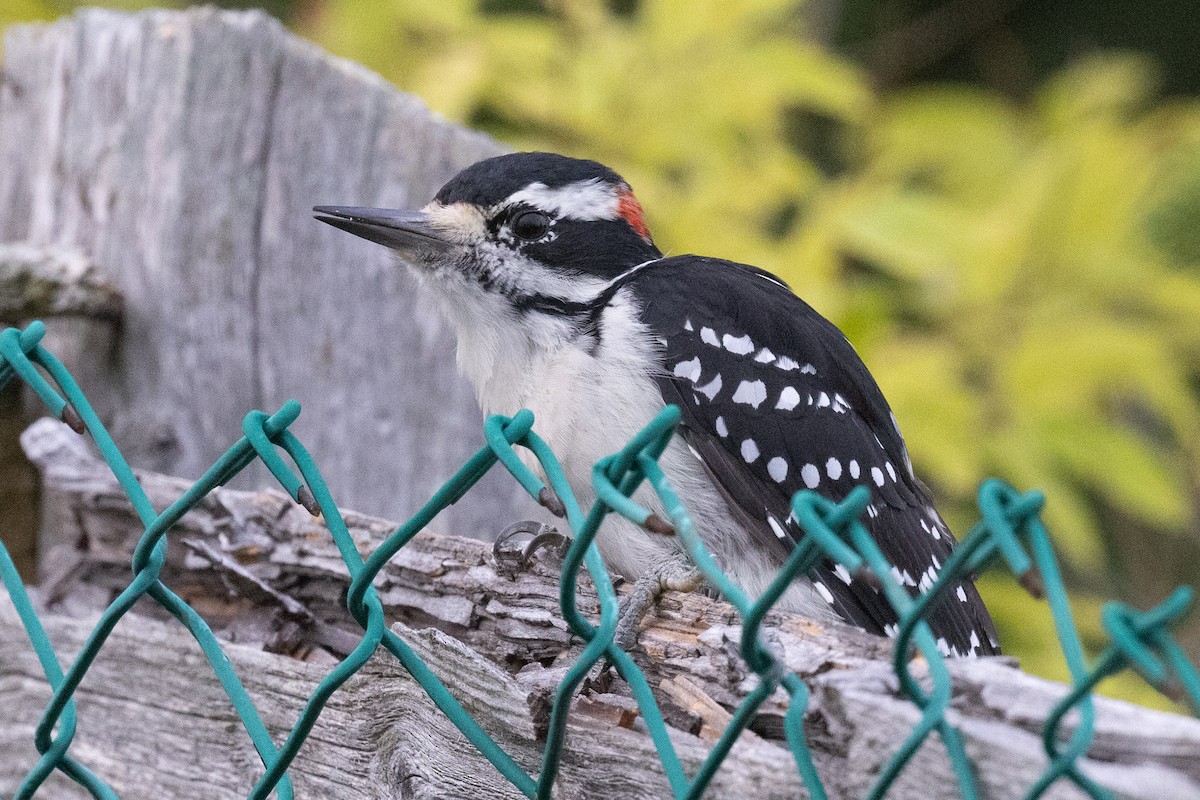 Hairy Woodpecker - ML642378241