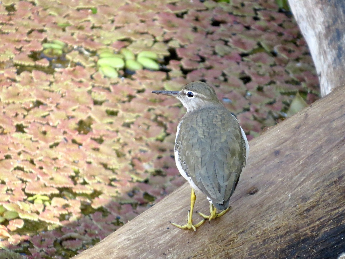 Spotted Sandpiper - ML642378286