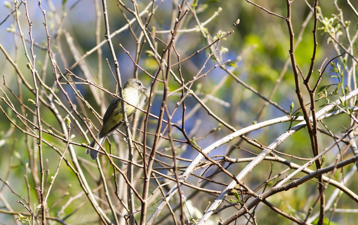Greenish Elaenia - ML642378289