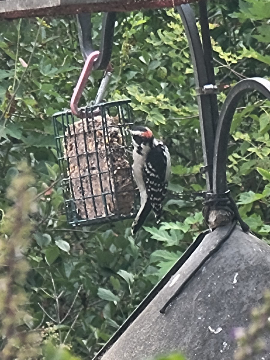 Downy Woodpecker - ML642378293